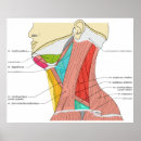 Search for anatomic posters Diagram
