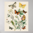 Search for papillon vintage posters Butterflies