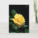 Search for tea rose cards Flowers