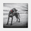 Search for white collar magnets Dog