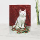 Search for maine coon christmas cards Kitten