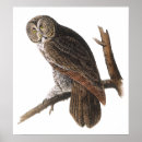Search for great grey owl art Illustration