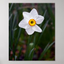 Search for narcissus posters White