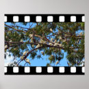 Search for gum tree posters Bird