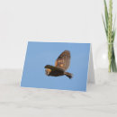 Search for barn owl cards Birds of prey