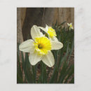 Search for daffodil birthday cards White