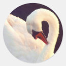 Search for mute swan stickers Wildlife