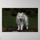 Search for american eskimo dog art Cute