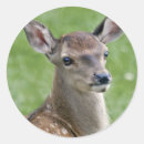 Search for bambi stickers Baby