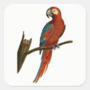 Search for red parrot stickers Nature