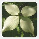 Search for dogwood blossom stickers Nature