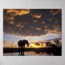 Search for paul souders posters Fauna