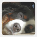 Search for sleeping dog stickers Puppy
