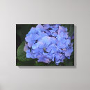 Search for hydrangea canvas prints Botanical