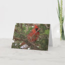 Search for males cards Birds