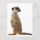 Search for suricates postcards Wildlife