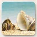Search for crab coasters Sealife
