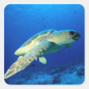 Search for great barrier reef stickers Underwater