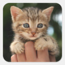 Search for baby kitten stickers Cat