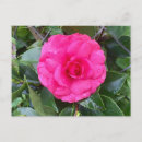 Search for camellia flower postcards Garden