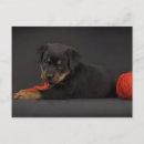 Search for baby kids postcards Pet