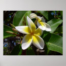 Search for plumeria posters Beautiful