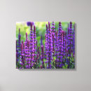Search for lavender canvas prints Photography