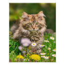 Search for maine coon cat art Cute