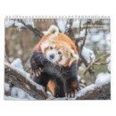 Search for panda bear calendars Animal