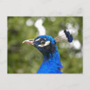 Search for blue peacock bird postcards Nature