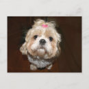 Search for sad postcards Pet