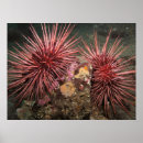 Search for sea urchin art Underwater