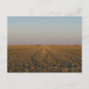 Search for horizon postcards Field