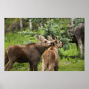 Search for bonding posters Animals