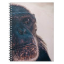 Search for chimpanzees notebooks Wildlife