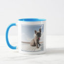 Search for purebred mugs French bulldog