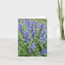 Search for perennials cards Garden