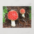 Search for fly agaric postcards Poisonous