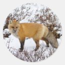 Search for winter fox stickers Danita delimont