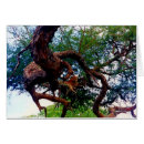Search for cheetahs photography Africa