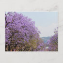 Search for purple tree postcards Travel