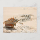 Search for sea shells postcards Shore