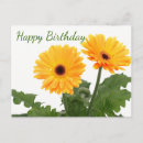 Search for happy birthday daisy flower postcards Daisies