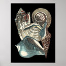 Search for seashells posters Conch