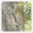 Search for climbing stickers Vertical