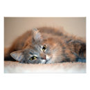 Search for persian blue posters Eyes