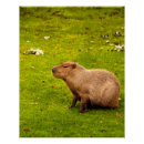 Search for capybara art Mammal