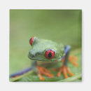 Search for frog magnets Scales