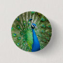 Search for peacock badges Feathers