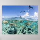 Search for stingray fish posters Nature
